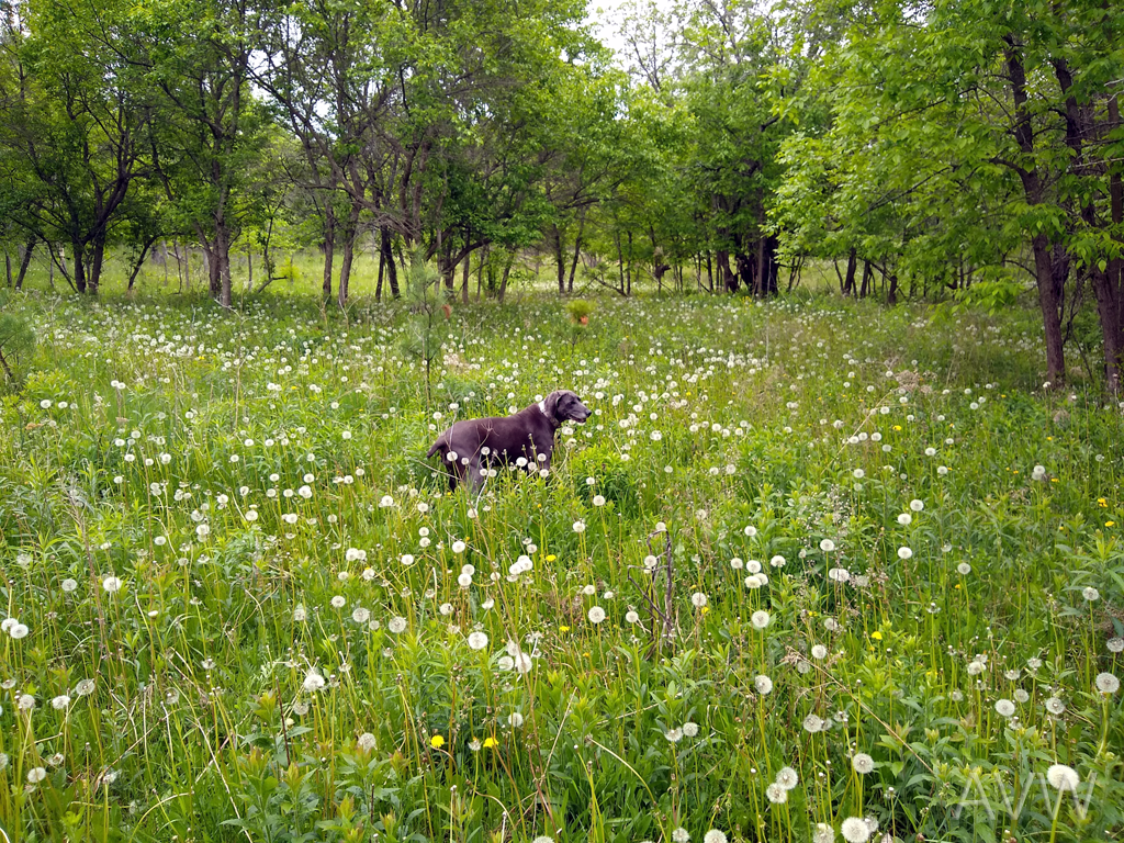 Field Dog