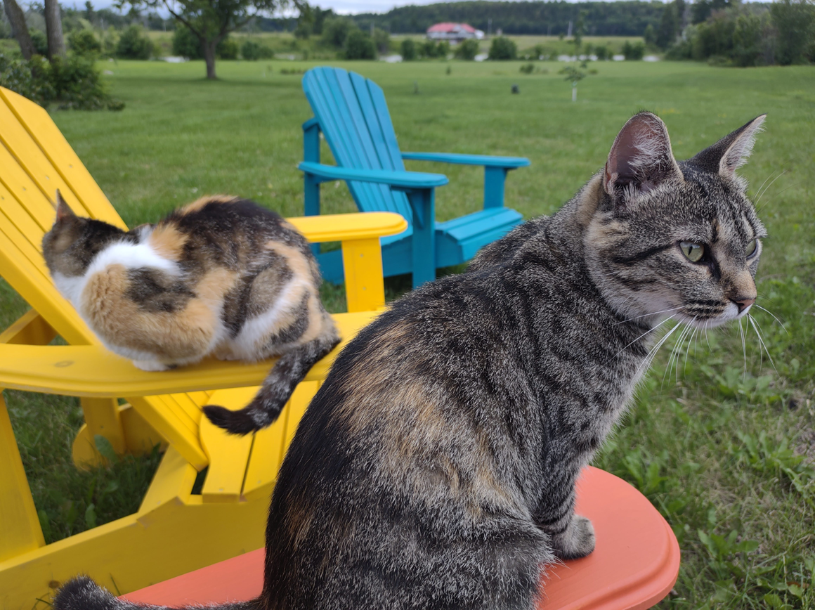 Chaise de jardin Chats