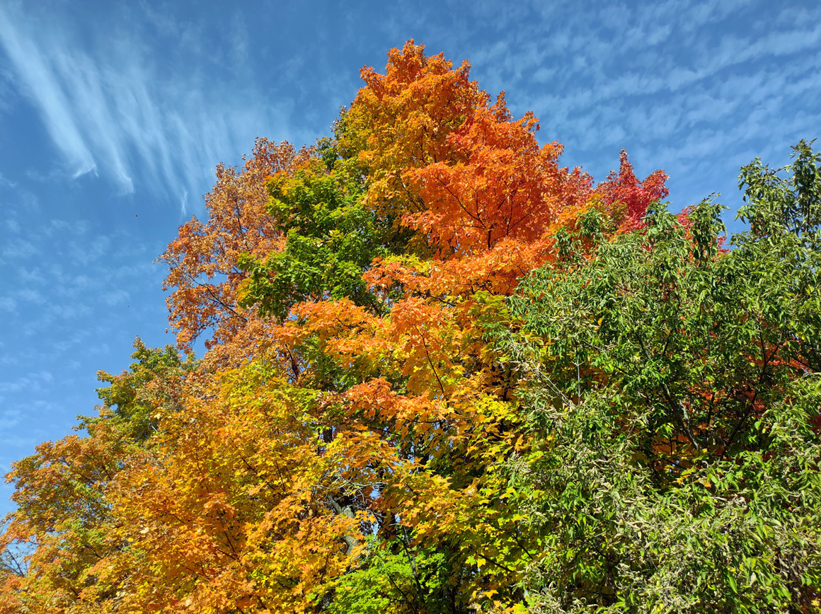 Fall Sugar Maple colours