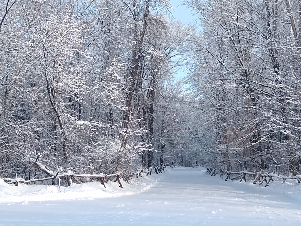 Winter Driveway